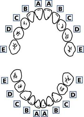 شماره دندان شیری کودکان